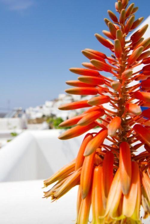 Ios Resort Dış mekan fotoğraf